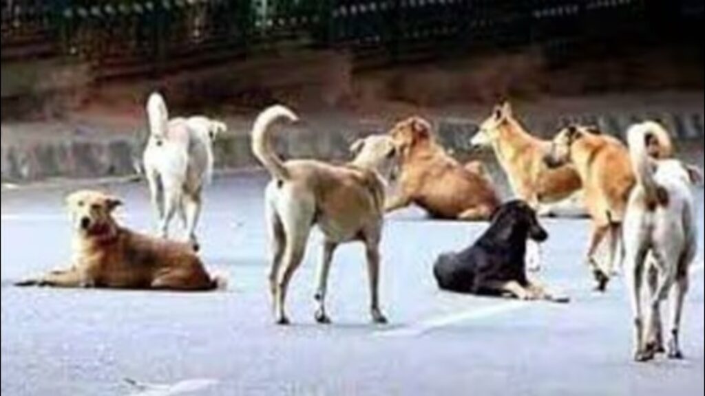 UP Dog Issue babajinews